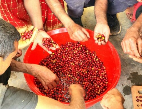 Why is Nepal Coffee Considered an Exclusive Coffee?
